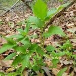 Ageratina altissima habit picture by paige michael (cc-by-sa)