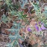 Solanum virginianum habit picture by Sudhanshu Kumar (cc-by-sa)