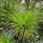 Carex elongata flower picture by oliparis (cc-by-sa)