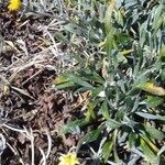 Gazania rigens leaf picture by ange (cc-by-sa)