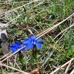 Gentiana verna flower picture by Victoria Cardeñosa (cc-by-sa)