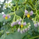 Solanum corymbiflorum flower picture by Trap Hers (cc-by-sa)