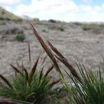 Aristida adscensionis flower picture by Fabien Anthelme (cc-by-sa)