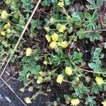 Potentilla crantzii flower picture by Jana (cc-by-sa)