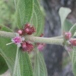 Clidemia sericea habit picture by Nelson Zamora Villalobos (cc-by-nc)