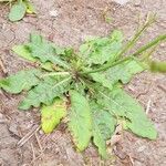 Nicotiana longiflora leaf picture by Trap Hers (cc-by-sa)