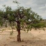 Prosopis chilensis habit picture by Trap Hers (cc-by-sa)