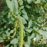 Amaranthus hybridus flower picture by Kendra Lea Isleifson (cc-by-sa)