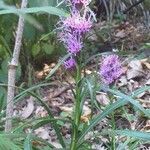 Liatris spicata habit picture by tomate 29 (cc-by-sa)