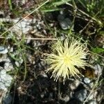 Centaurea dichroantha flower picture by Giuliano Giacometti (cc-by-sa)