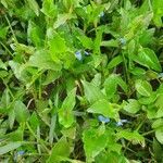 Commelina diffusa habit picture by susan brown (cc-by-sa)