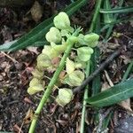 Muscari botryoides fruit picture by Instagram: chrisz.gra (cc-by-sa)