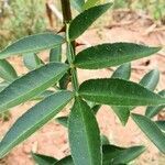 Zanthoxylum bungeanum leaf picture by Dieter Albrecht (cc-by-sa)