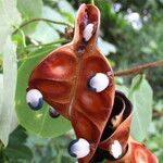 Abarema brachystachya fruit picture by Renato Lima (cc-by-nc-sa)