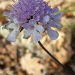 Scabiosa triandra flower picture by Lombardi Daniela (cc-by-sa)