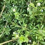 Galium verrucosum flower picture by Edith Duarte-Gudet (cc-by-sa)