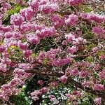 Tabebuia rosea flower picture by Herculano Sobrinho Almir (cc-by-sa)