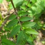 Polemonium reptans leaf picture by hippopotropolis (cc-by-sa)