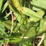 Gentiana verna leaf picture by Jean-Philippe Michot (cc-by-sa)