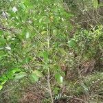 Coffea mauritiana habit picture by H. Goëau (cc-by-sa)