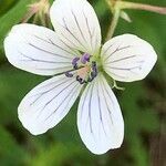 Geranium rivulare flower picture by Ghis Berland (cc-by-sa)