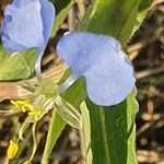 Commelina forskaolii flower picture by susan brown (cc-by-sa)