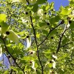 Davidia involucrata flower picture by Dieter Albrecht (cc-by-sa)