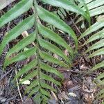 Asplenium daucifolium leaf picture by Bernard REYNAUD (cc-by-sa)