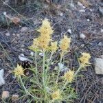 Sideritis pungens flower picture by Francesc Roig (cc-by-sa)