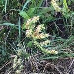 Rumex thyrsoides flower picture by Romero Julen (cc-by-sa)