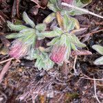 Erigeron chionophilus habit picture by Fabien Anthelme (cc-by-sa)