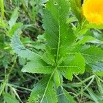 Rorippa austriaca leaf picture by Meyer Gerhard (cc-by-sa)