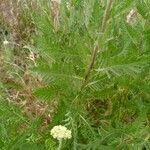 Achillea filipendulina leaf picture by Descalzo Rosy (cc-by-sa)