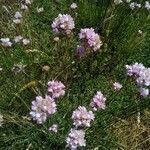 Armeria alpina flower picture by Patrick Nard (cc-by-sa)