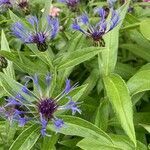 Centaurea montana leaf picture by Christine Couturier (cc-by-sa)