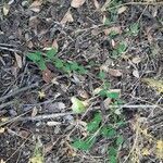 Aristolochia paucinervis habit picture by Monteiro Henrique (cc-by-sa)