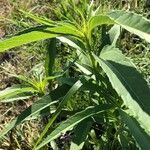 Helianthus grosseserratus leaf picture by DD S. (cc-by-sa)