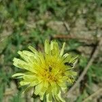 Crepis albida flower picture by LisaMeze (cc-by-sa)