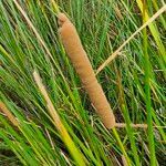 Typha angustifolia leaf picture by Shiksha Tadia (cc-by-sa)