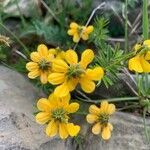 Hippocrepis scorpioides flower picture by Anthony Raoux (cc-by-sa)