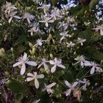 Clematis terniflora flower picture by Pier Jackson (cc-by-sa)