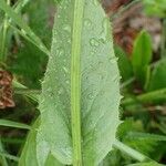 Crepis pontana leaf picture by Yoan MARTIN (cc-by-sa)