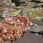 Sedum brevifolium flower picture by Luis Miguel García (cc-by-sa)