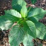 Amaranthus spinosus leaf picture by thiago massara (cc-by-sa)