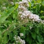 Eupatorium cannabinum flower picture by Gaëlle Dufossé (cc-by-sa)