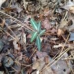 Chimaphila maculata leaf picture by mlcarterga (cc-by-sa)