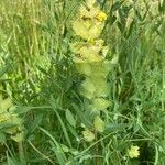 Rhinanthus alectorolophus habit picture by Gilles Istin (cc-by-sa)