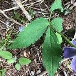 Clematis alpina leaf picture by Greif Stefan (cc-by-sa)