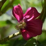 Malva assurgentiflora flower picture by Tracie Hall (cc-by-sa)