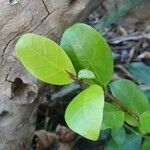 Ficus natalensis leaf picture by susan brown (cc-by-sa)